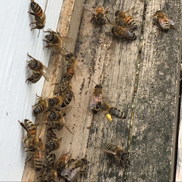 👋 Hi, I’m Susan. Birding beekeeper - Picture 9 of 16